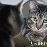 Tabs for the Guerlain Mirror Mirror Collection