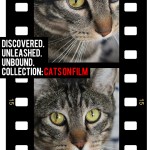 Tabs for the Smashbox Cats on Film Collection