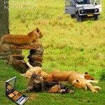 Tabs for Tom Ford Beauty Savanna Mau