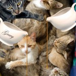 Tabs for Dolce & Gabbana Gravy