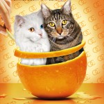 Tabs for the Laura Mercier Orange County Kitty Compact