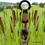 Tabs for MAC Eye Shadow in Cattail