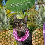 Tabs for Tarte Tabby Feline Fur Protector