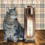 Tabs for Burberry Husky Body Eau de Parfum