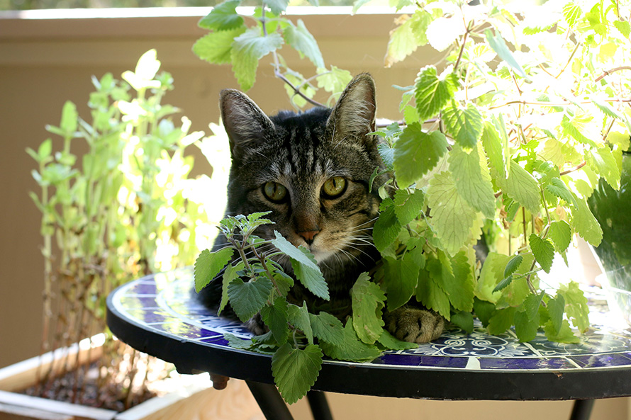 Tabs with his catnip plant (1)