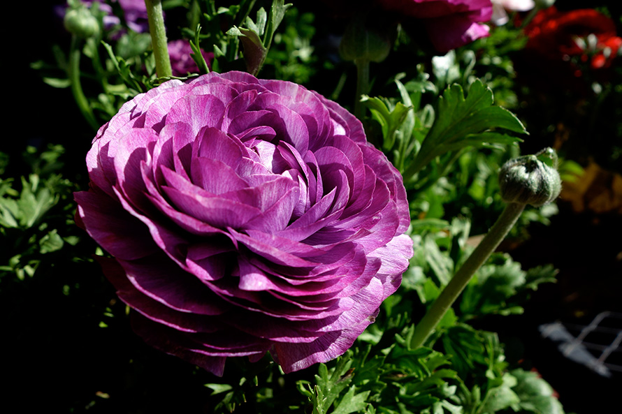 Purple ranunculus