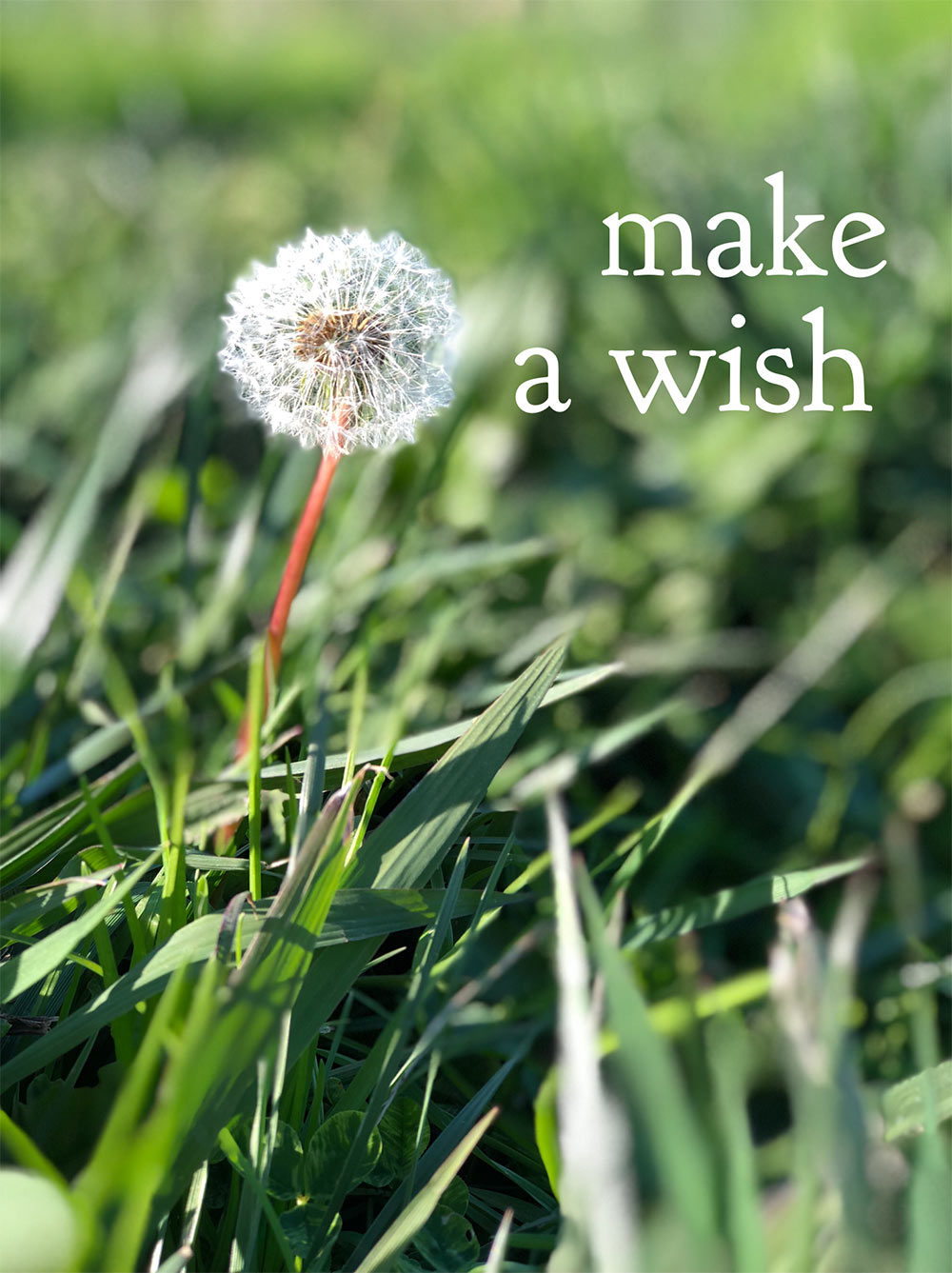 make a wish