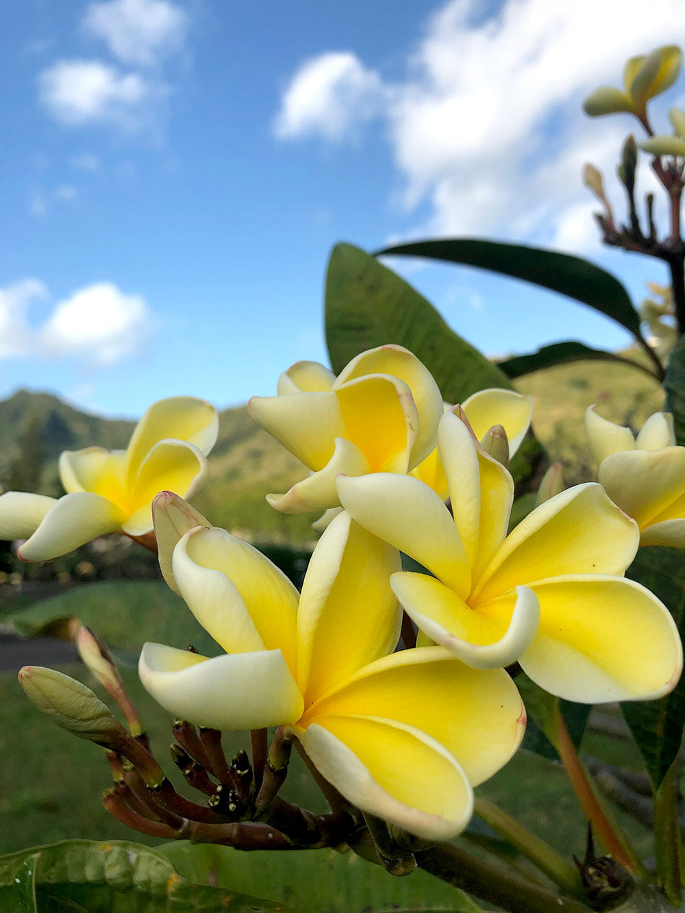 plumeria yellow