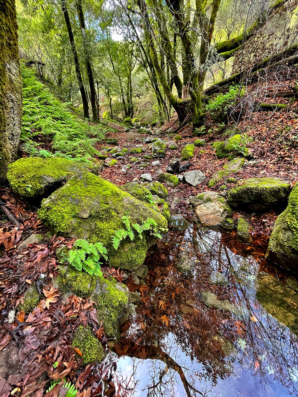 fairway waterfall hike january 2021