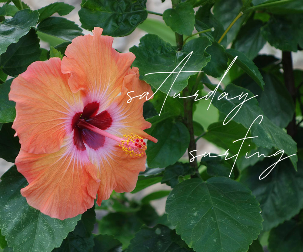 orange and red hibiscus saturday surfing june 26 2021