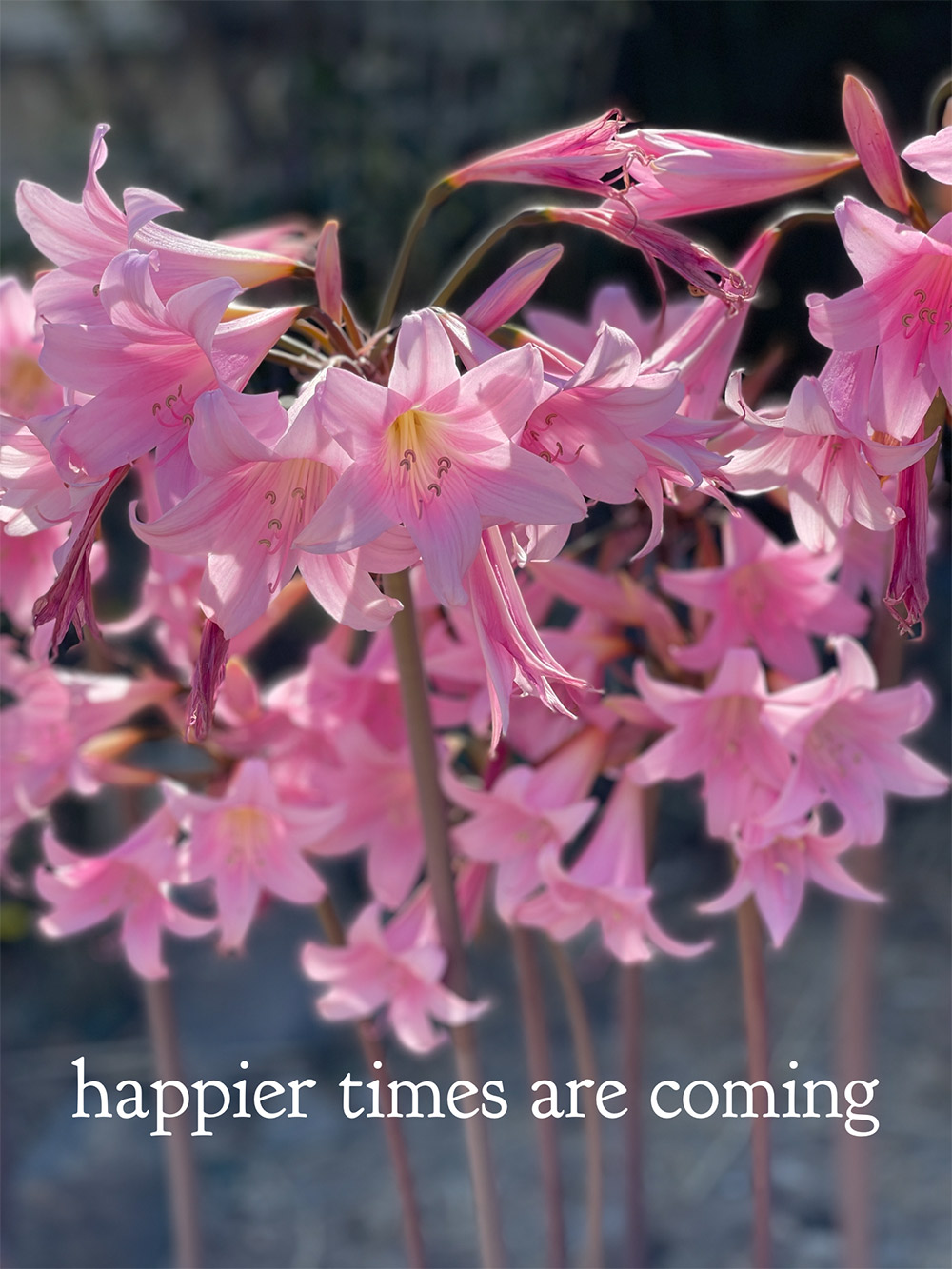 happier times pink flowers monday poll