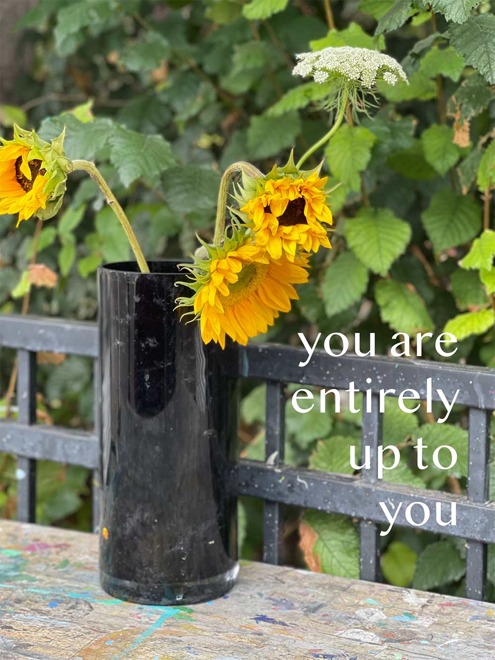 sunflowers monday poll