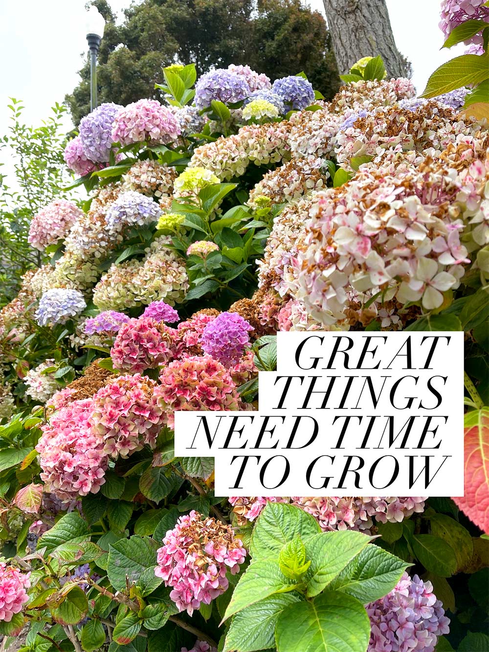 great things need time to grow monday poll